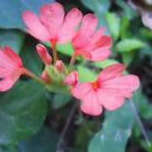 Meet your Posher, Kathleen